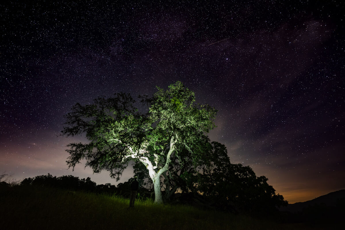 Valley oak, lit
